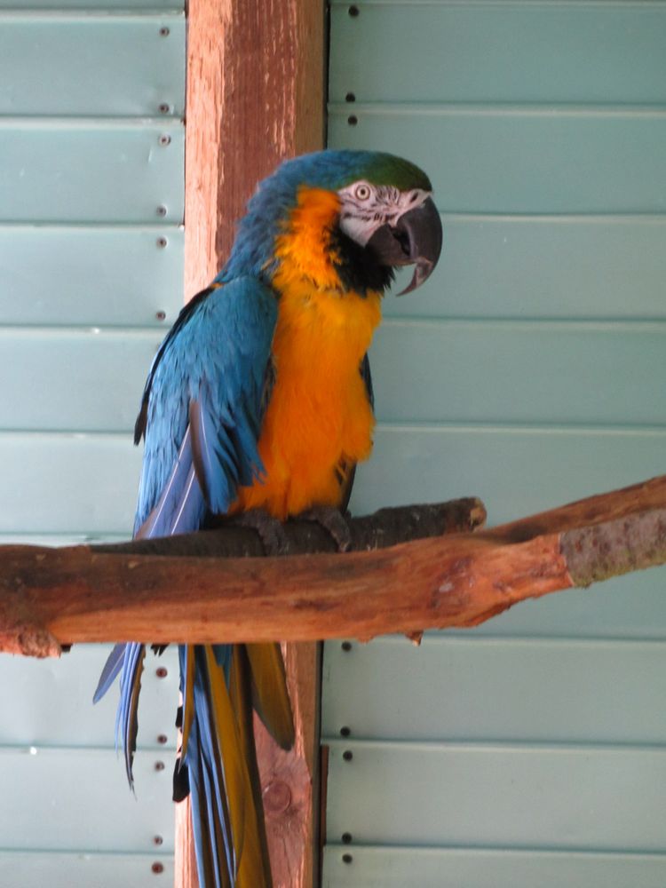 Aras_3357+%2812%29.jpg Aras_3357+%2812%29.jpg