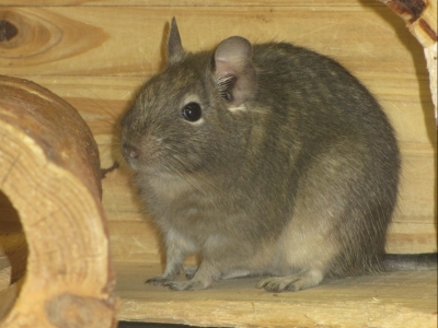 Degu%252B%2525282%252529.jpg