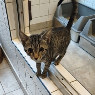 Pepper