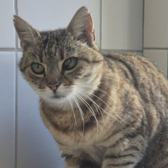 Miezi